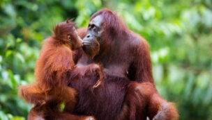 Malaysia med Penang og Borneo 